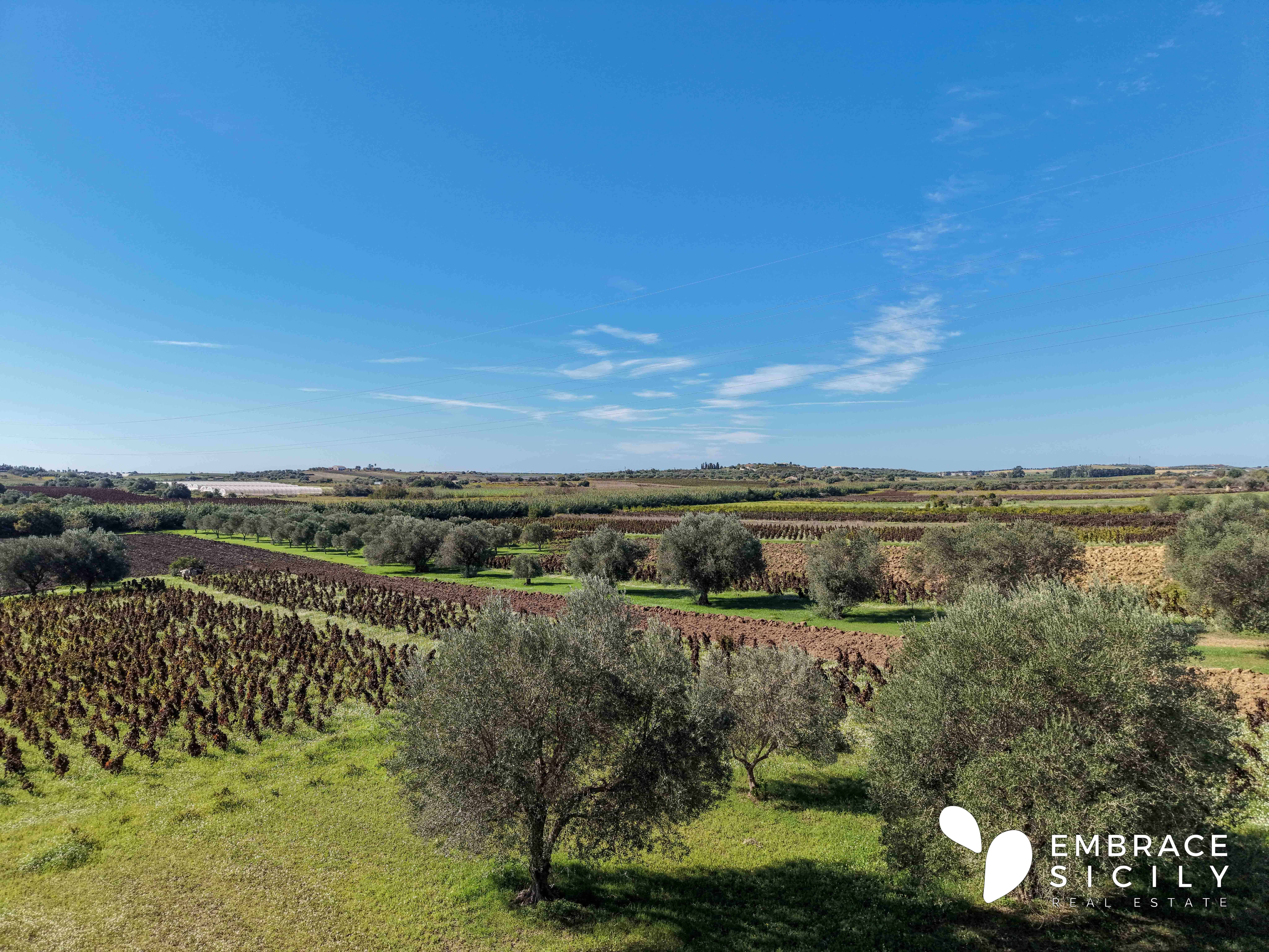 Terreno edificabile con uliveto e vigna